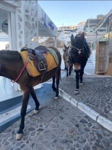 Donkeys in Santorini, Greece