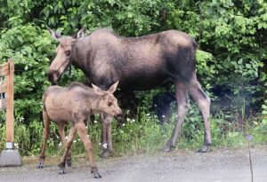 Moose and baby, Talkeetna, Alaska